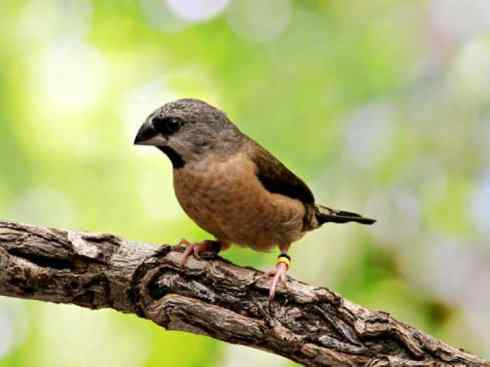 极品红色鸟类：红梅花雀