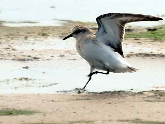 黄金海岸寻鹬 wbr赤土山桥赏鸟