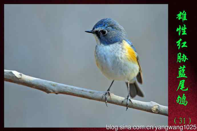雄性红胁蓝尾鸲(31) 雄性红胁蓝尾鸲(31)