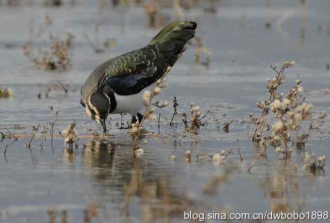 飞翔的凤头麦鸡