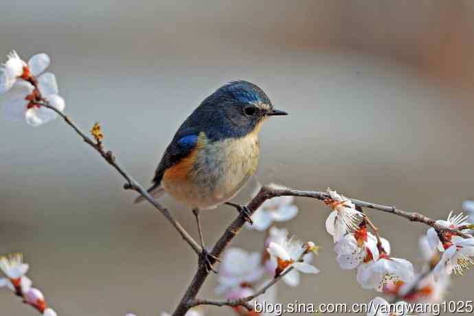 桃花与雄性红胁蓝尾鸲