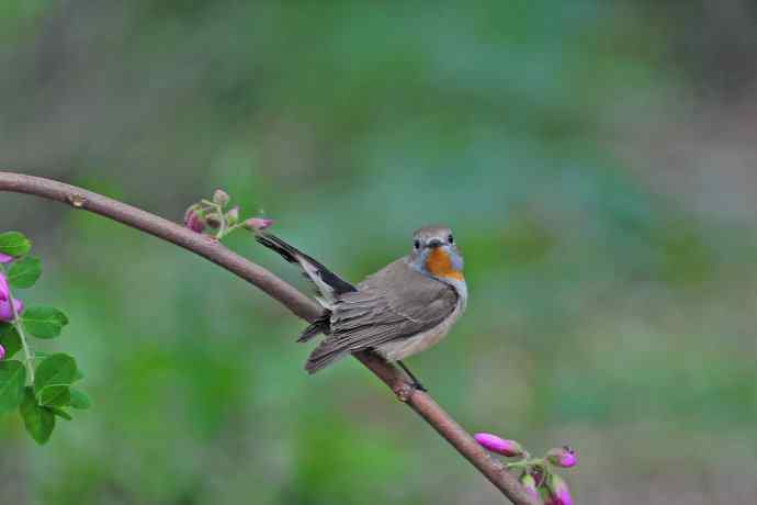 雄性红喉姬鹟(12) 雄性红喉姬鹟(12)