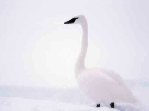 雁鸭之最（天鹅）