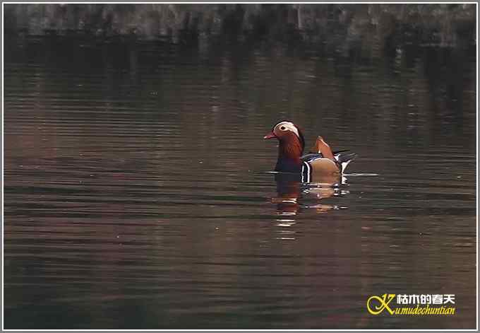 鸳鸯&bull;小翠远摄【照片】