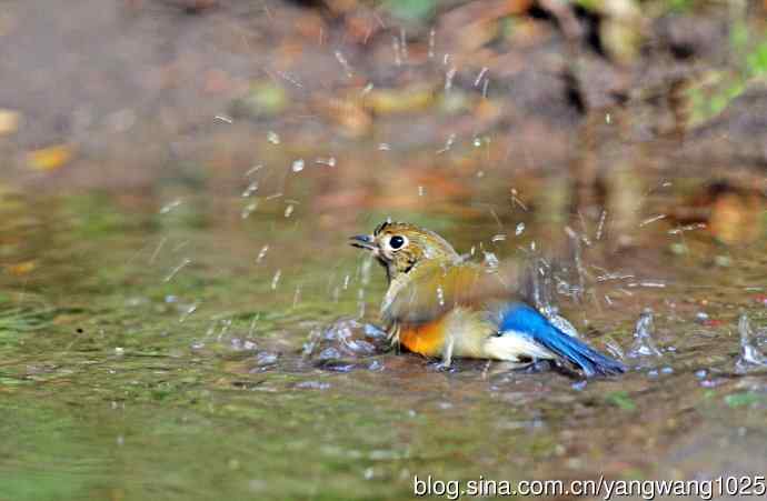 雌性红胁蓝尾鸲(63) 雌性红胁蓝尾鸲(63)