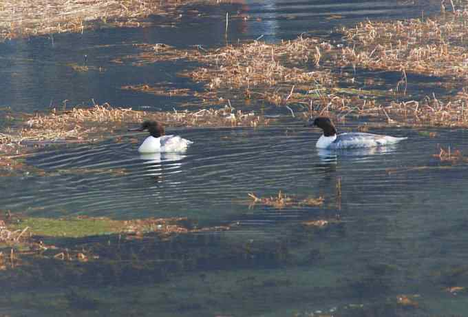 普沙鸭的幸福生活