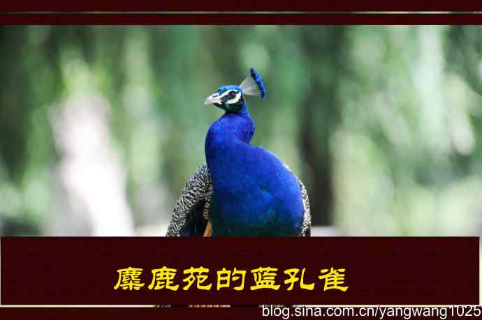 麋鹿苑的蓝孔雀 麋鹿苑的蓝孔雀
