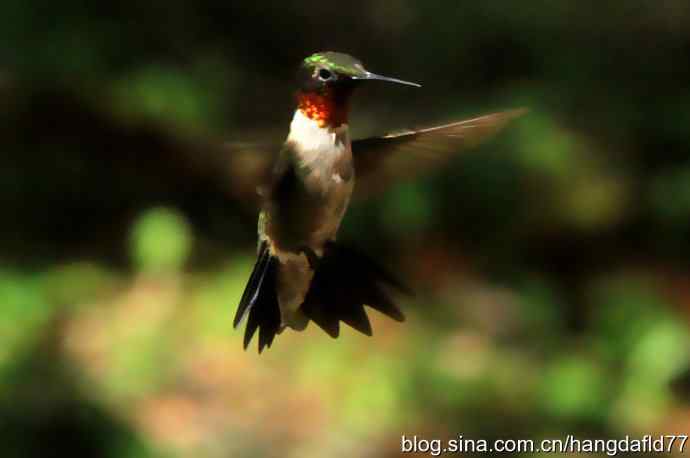 红玉喉北蜂鸟（5）