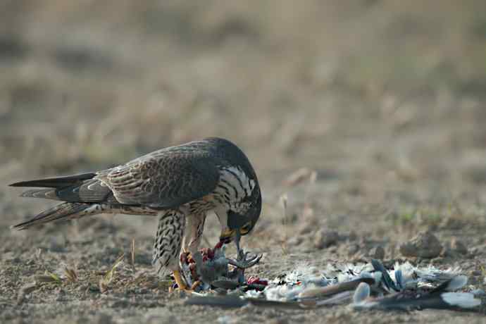 野鸭湖：游隼的早餐