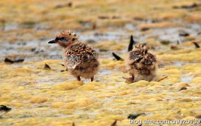 鸟的天堂8——乌梁素海毛绒绒的小演员们（组图）