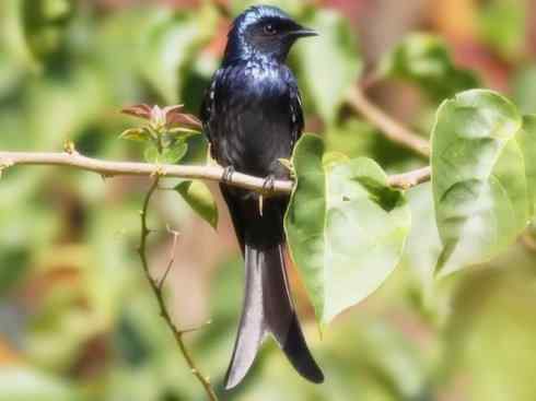 雀鸟也彪悍：黑侠（黑卷尾）