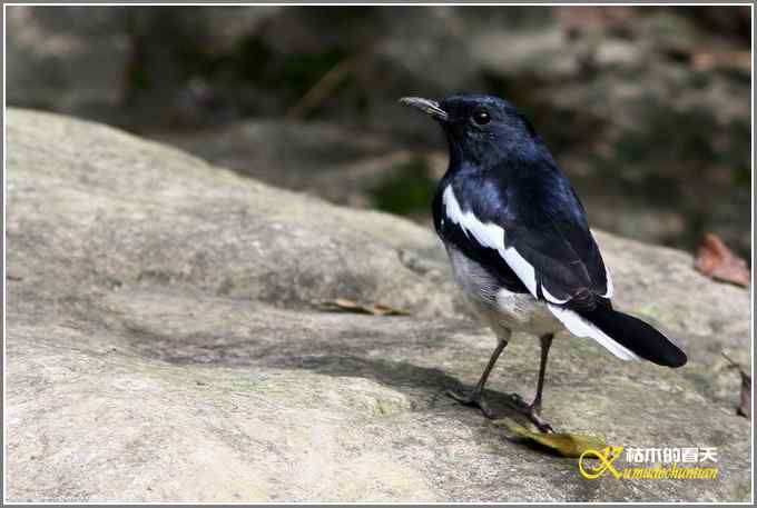 阳光明媚好心情【照片】 阳光明媚好心情【照片】
