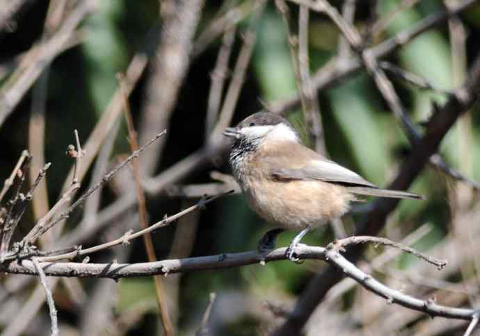 大年初一好收获（褐头山雀记录版）