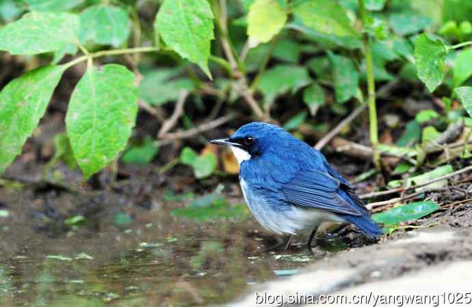 雄性蓝歌鸲（1）
