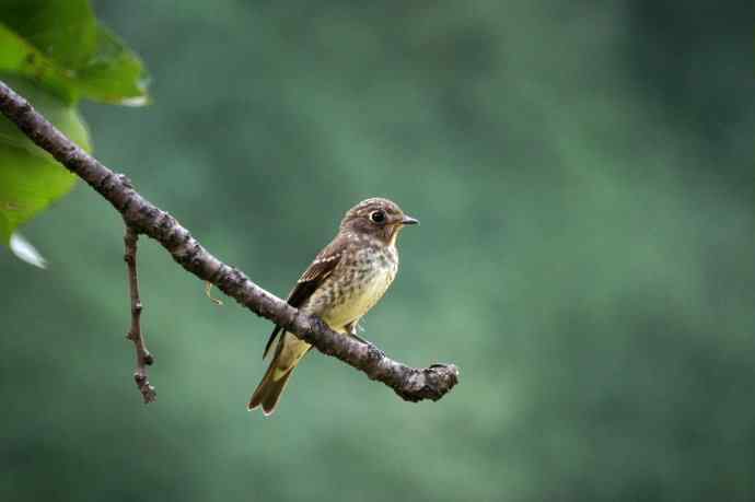 乌鹟翻飞送鸟荒