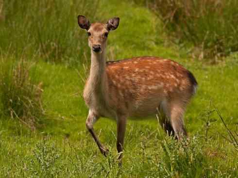 麒麟：传说的兽原型探秘（梅花鹿）