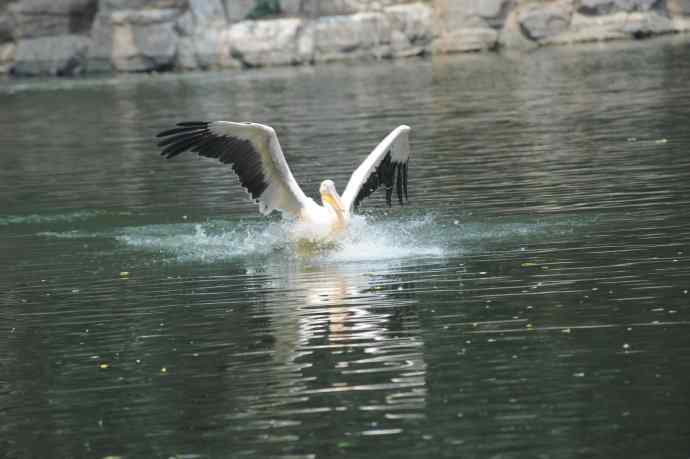 再次看到鹈鹕飞