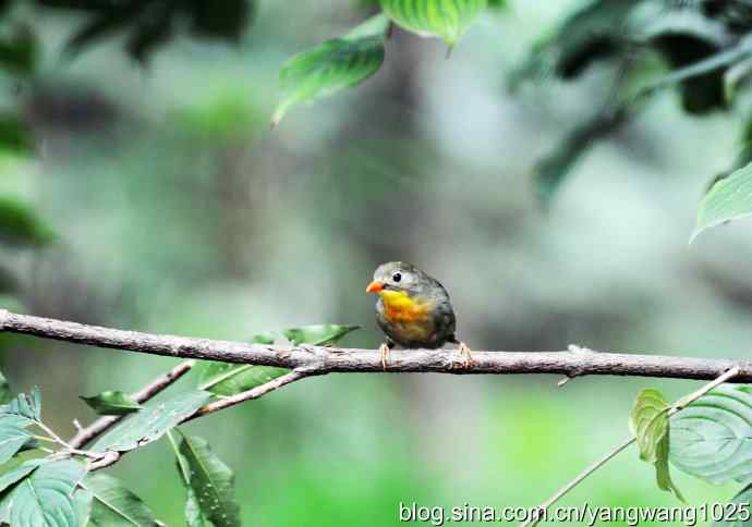 又遇相思鸟（2）