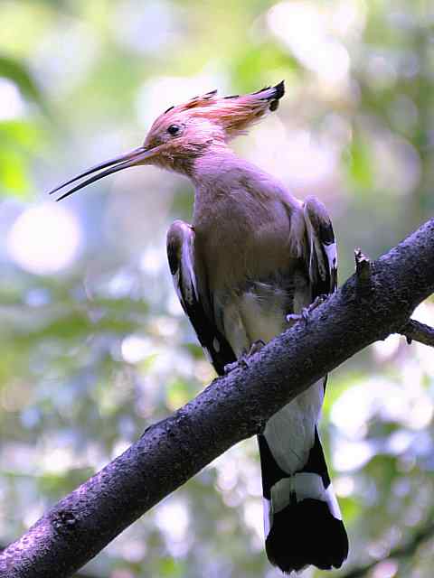 戴胜开冠数毛（鸟儿为悦己者容）