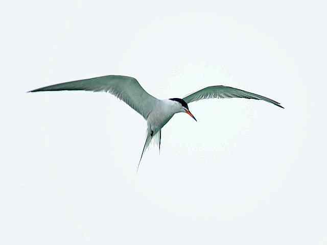 翠明湖畔观鸟儿情