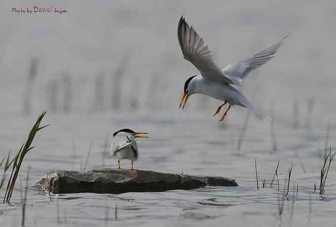 白额燕鸥：丹青写意 wbr似水柔情