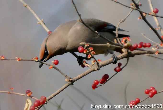 太平鸟归来 太平鸟归来