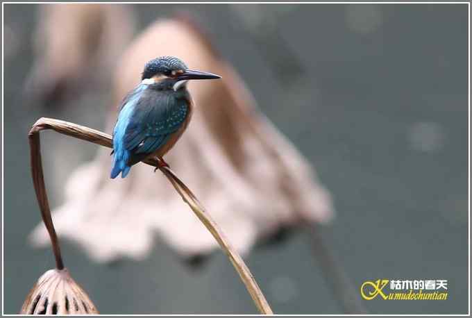 鸳鸯&bull;小翠远摄【照片】