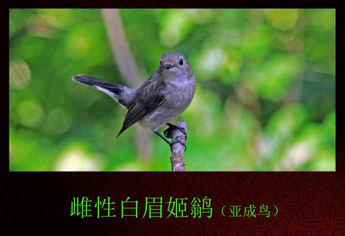 雌性白眉姬鹟(亚成鸟) 雌性白眉姬鹟(亚成鸟)