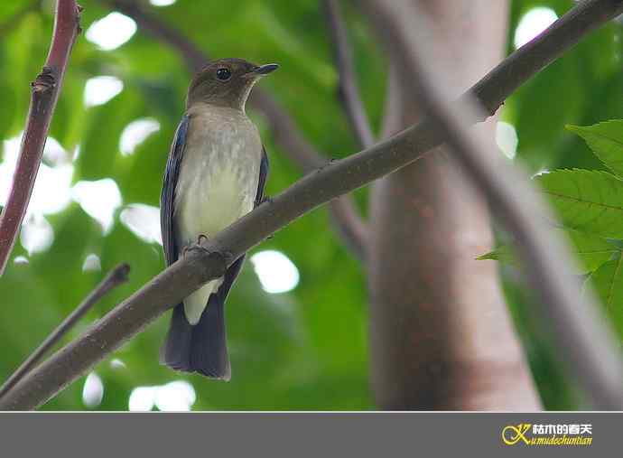 近期记录的杂鸟几片【实拍】