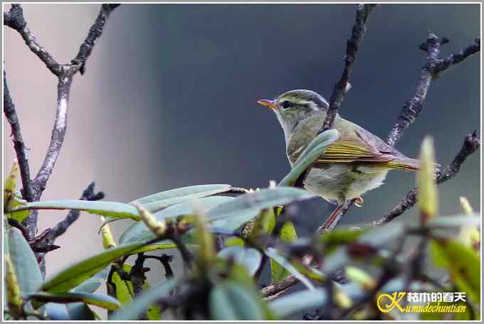 旋木雀&bull;煤山雀&bull;柳莺【照片】