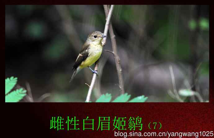 雌性白眉姬鹟（7）