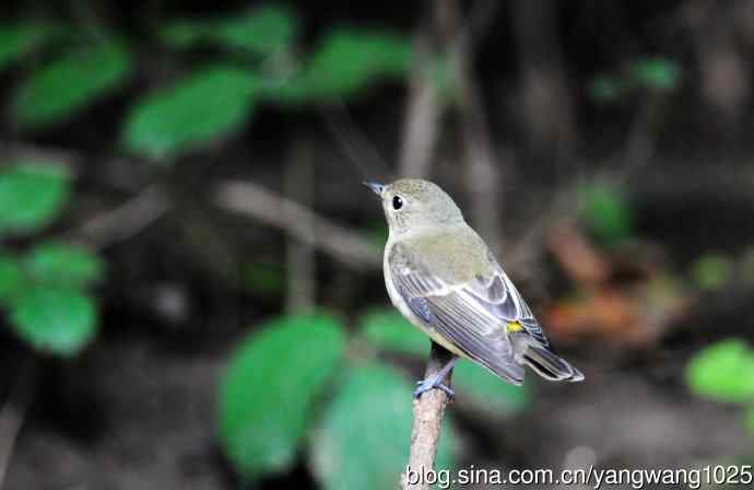 雌性白眉姬鹟（15）