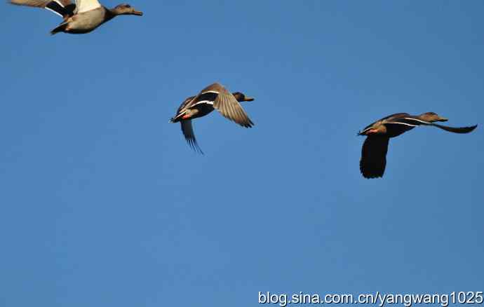 飞 wbr（雁） wbr1