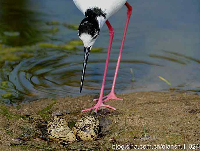 美丽优雅黑翅长脚鹬,就要当爸爸妈妈了