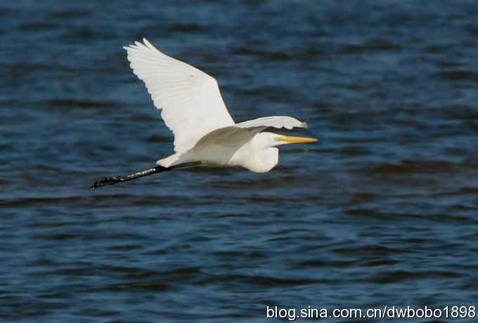 白鹭鸶飘然欲仙
