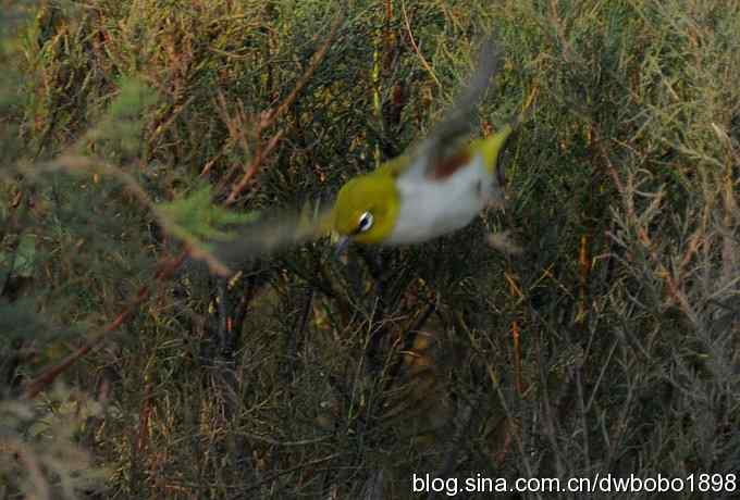 乐亭观鸟：拦车护救美绣眼