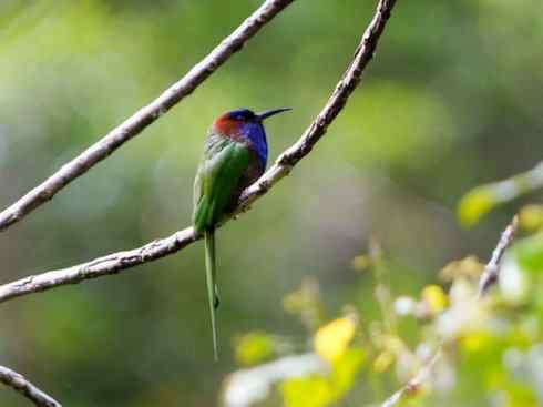 绝色攀禽:佛法僧目之蜂虎 绝色攀禽:佛法僧目之蜂虎