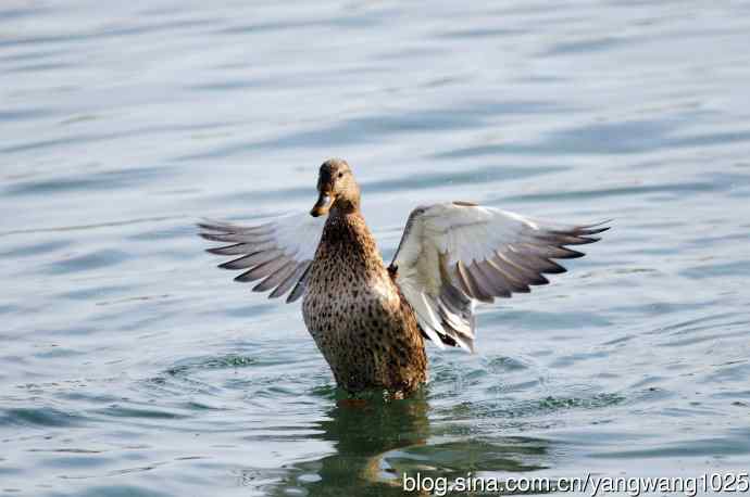 绿头鸭（2）