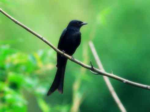 雀鸟也彪悍：黑侠（黑卷尾）