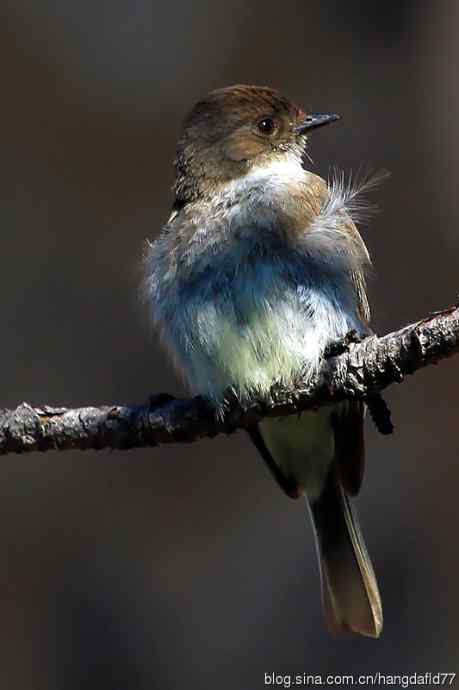 东菲比霸鹟（3）