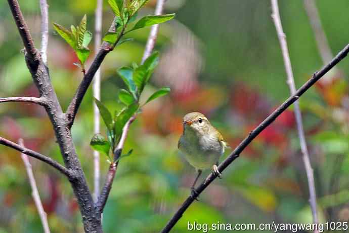 北京天坛公园的鸟类——极北柳莺（7）
