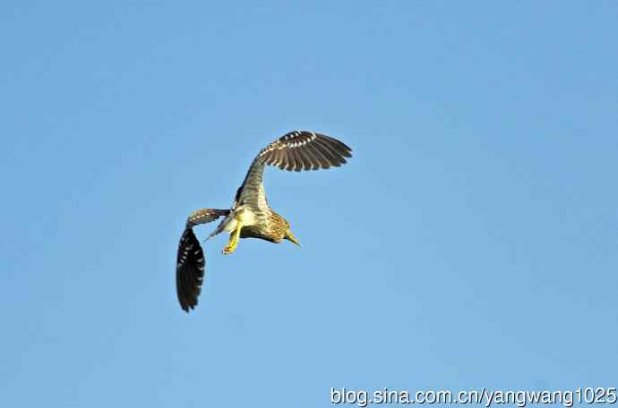 飞(夜鹭)72 飞(夜鹭)72