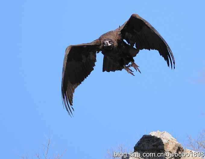 走近秃鹫:一段撼人心魄的拍摄经历 走近秃鹫:一段撼人心魄的拍摄经历