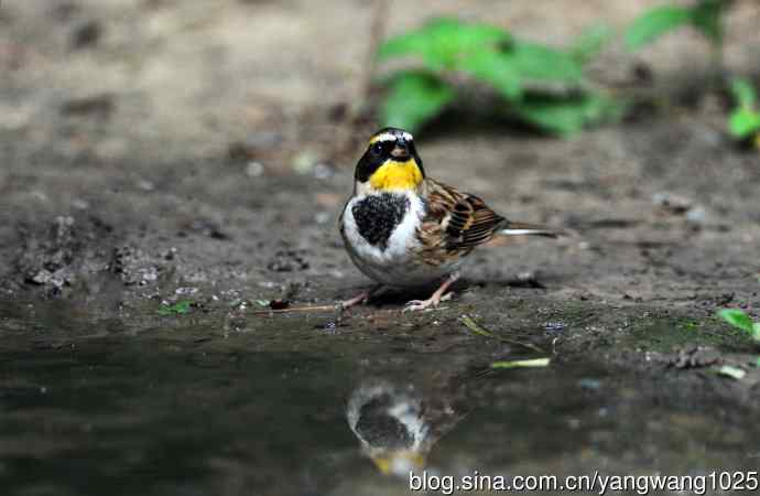雄性黄喉鹀（3）