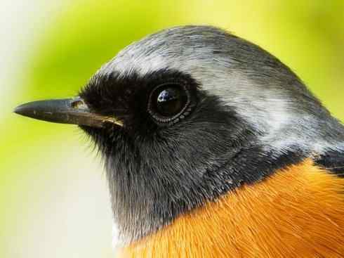 美丽无罪:雀鸟之红尾鸲 美丽无罪:雀鸟之红尾鸲