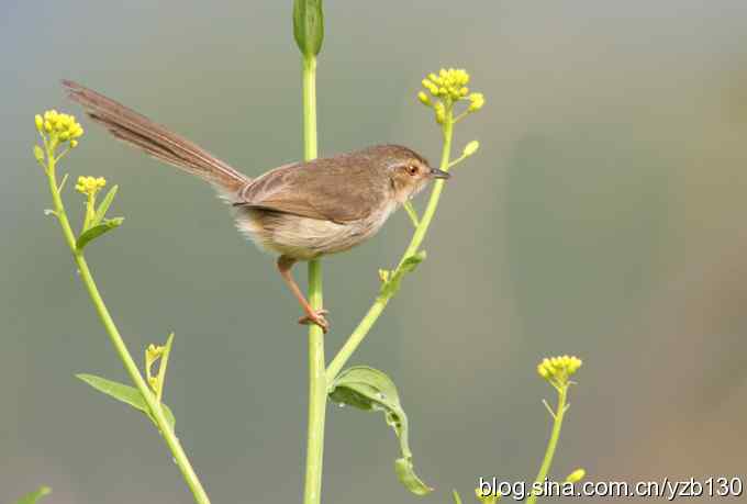 跳跃于菜花间的小精灵——褐头鹪莺（组图）