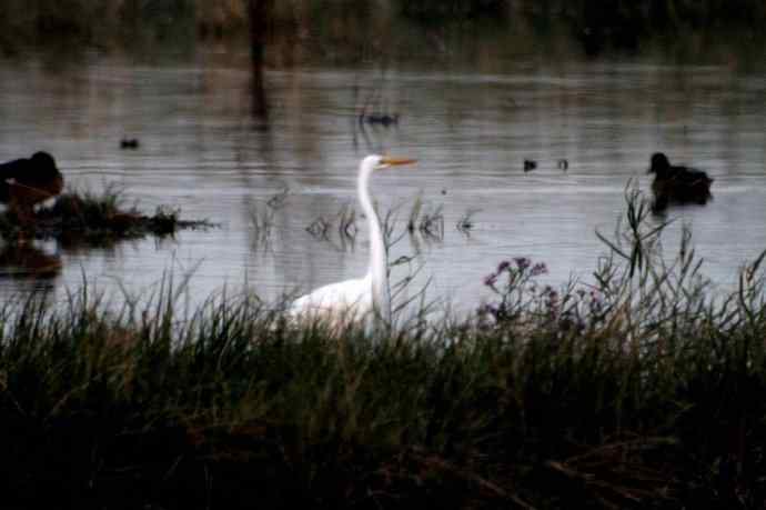 崇明东滩湿地公园十一月鸟况-望远镜打鸟
