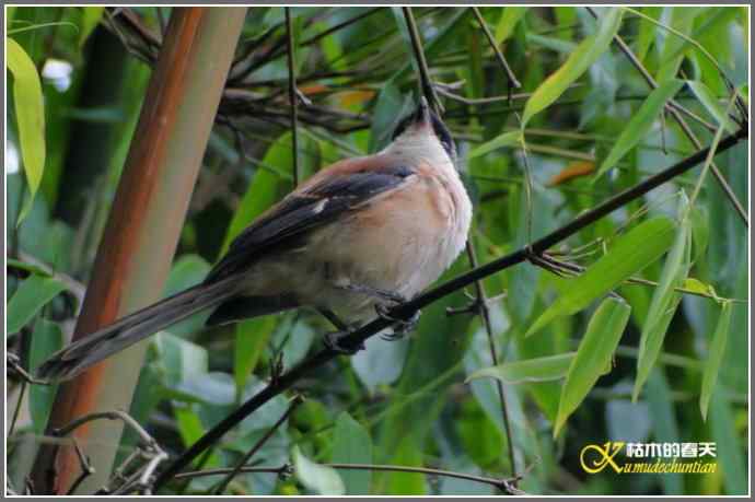 雨天拍鸟的惊喜【照片】