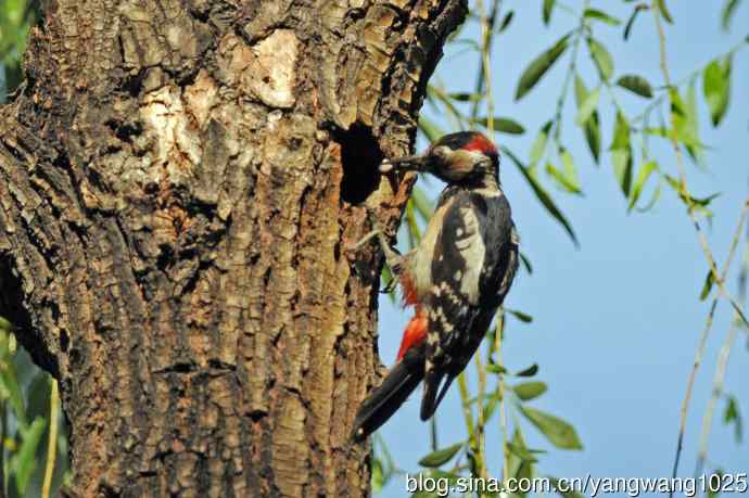 父子情深的大斑啄木鸟（3）