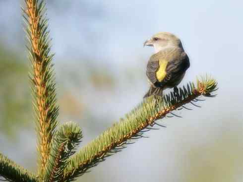 猎奇：奇特的鸟喙之四